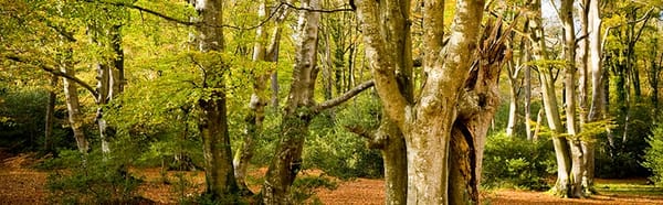 Daisy Dip Park