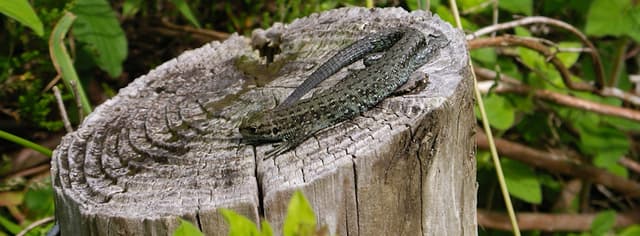 Hawthorns Urban Wildlife Centre
